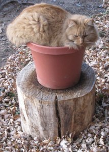Cat sitting on top of flower pot