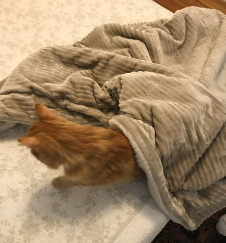 a kitty getting out from under a blanket