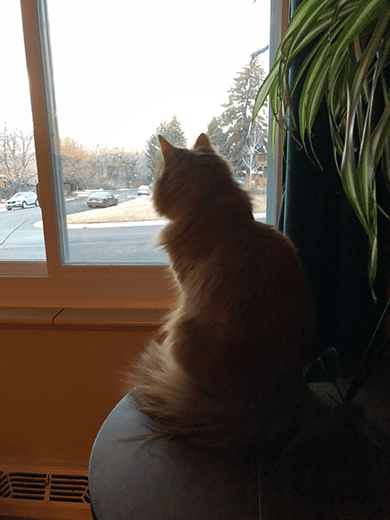 kitty cat staring out a window