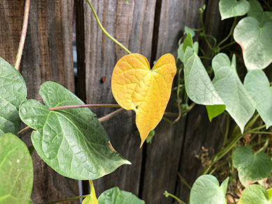 yellow leaf amidst green leaves in the autumn