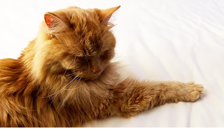 The cat named Oliver in a relaxed pose